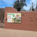 Recientes lluvias favorece la reproducción de las mariposas Cuatro Espejos