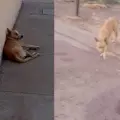 Vecinos de la colonia Campestre denuncian presencia de perros callejeros en las calles