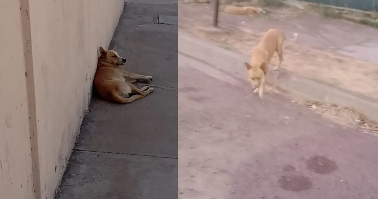 Vecinos de la colonia Campestre denuncian presencia de perros callejeros en las calles