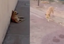 Vecinos de la colonia Campestre denuncian presencia de perros callejeros en las calles