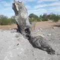 Crecen daños al medio ambiente en el sur de Sonora