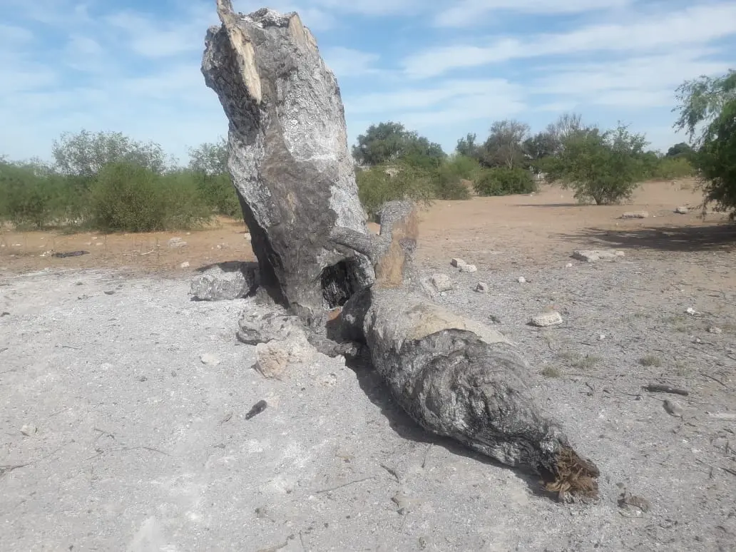 Crecen daños al medio ambiente en el sur de Sonora