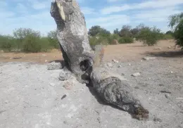Crecen daños al medio ambiente en el sur de Sonora