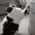 ¿Cómo evitar que los gatos arañen los sillones? Esto dicen los expertos