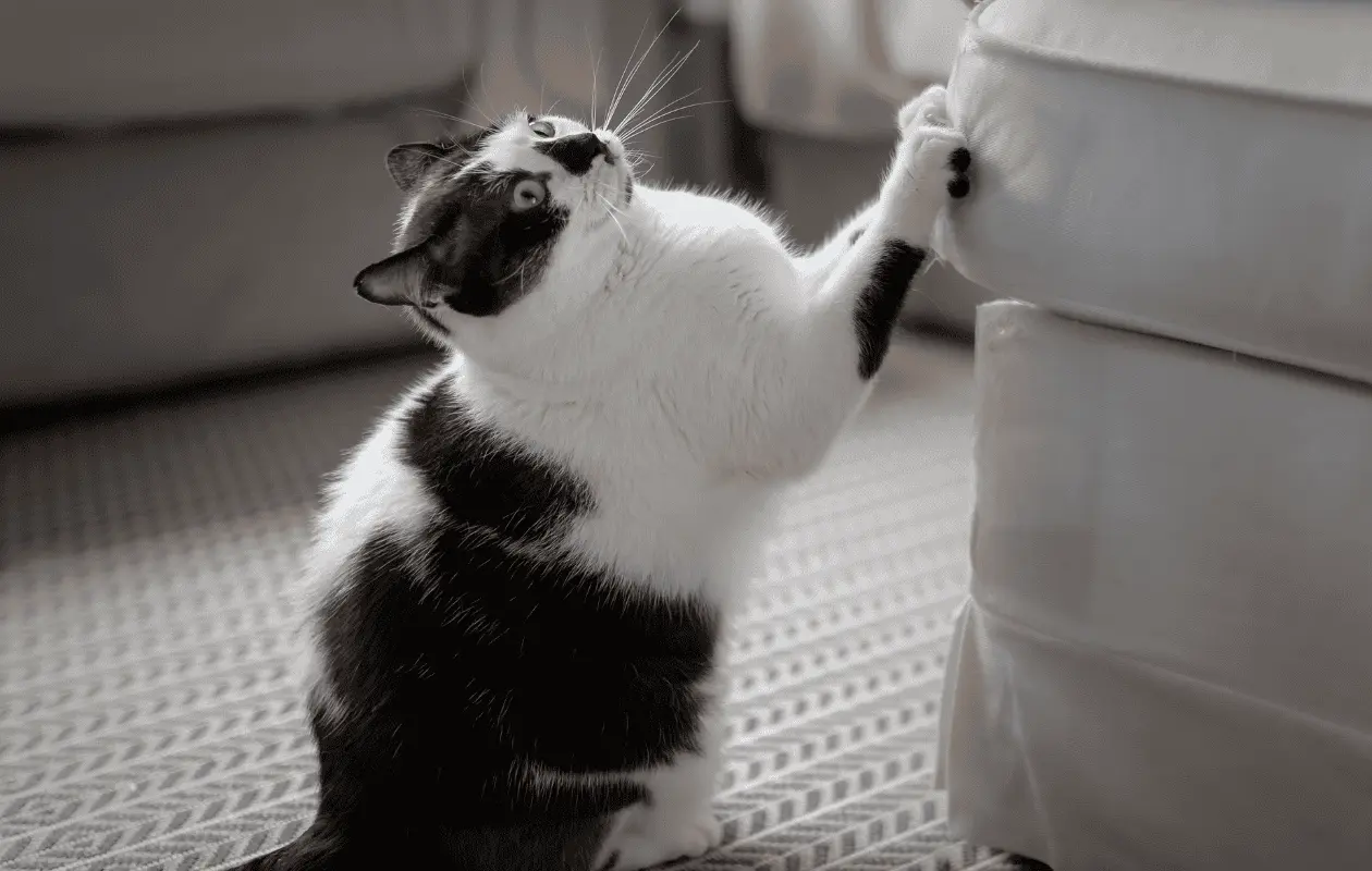 Es una práctica común de los gatos arañar los sillones y otros muebles.