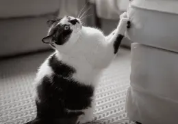 ¿Cómo evitar que los gatos arañen los sillones? Esto dicen los expertos