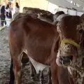 Senasica abre convocatoria para el Premio Nacional de Sanidad Animal 2025