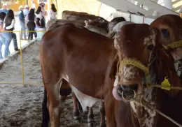 Senasica abre convocatoria para el Premio Nacional de Sanidad Animal 2025