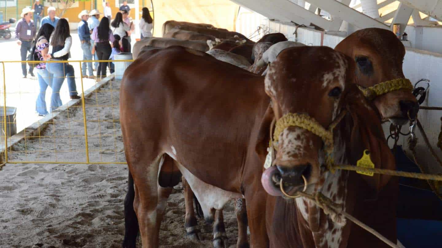 Senasica abre convocatoria para el Premio Nacional de Sanidad Animal 2025