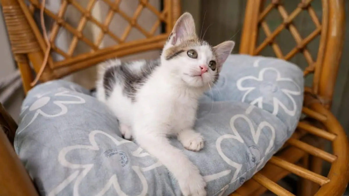 Vive Gatito: conoce todos los detalles del evento para consentir a tus michis