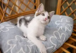 Vive Gatito: conoce todos los detalles del evento para consentir a tus michis