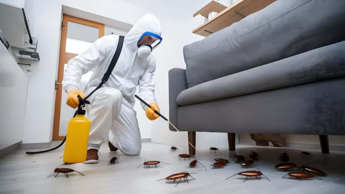 3 cosas que realmente NO funcionan para eliminar a las cucarachas, según expertos