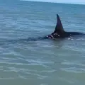 Otro avistamiento de tiburón en el sur de Sonora