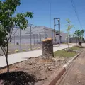Aplican sanciones tras reportarse la tala irregular de árboles en Cajeme