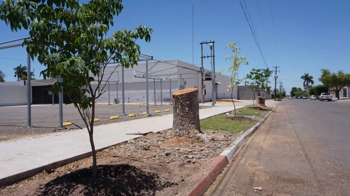 Aplican sanciones tras reportarse la tala irregular de árboles en Cajeme