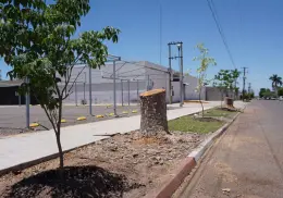 Aplican sanciones tras reportarse la tala irregular de árboles en Cajeme
