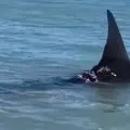 Es de los grandes: Otro avistamiento de tiburón en el sur de Sonora