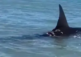 Es de los grandes: Otro avistamiento de tiburón en el sur de Sonora