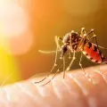 ¿Qué pasaría si desaparecieran todos los mosquitos? Esto dice la IA sobre su importancia