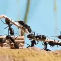 Así puedes eliminar los hormigueros de tu casa o jardín de manera rápida y sencilla