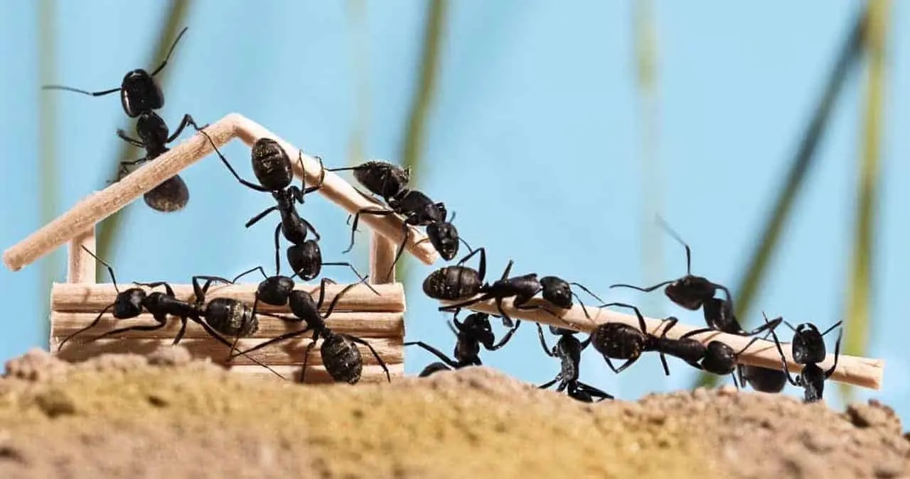 Así puedes eliminar los hormigueros de tu casa o jardín de manera rápida y sencilla