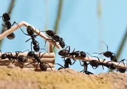 Así puedes eliminar los hormigueros de tu casa o jardín de manera rápida y sencilla