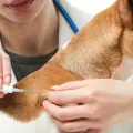 ¿Cuánto cuesta ponerle un chip a tu perro en México y por qué ya es obligatorio en varios países?