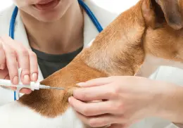 ¿Cuánto cuesta ponerle un chip a tu perro en México y por qué ya es obligatorio en varios países?