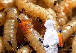 Conoce al "súper insecto" que ayuda a combatir al gusano barrenador