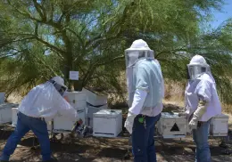 Producción de miel baja casi el 50% en los últimos años en Sonora