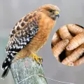 Semarnat advierte del primer caso de gusano barrenador en fauna silvestre