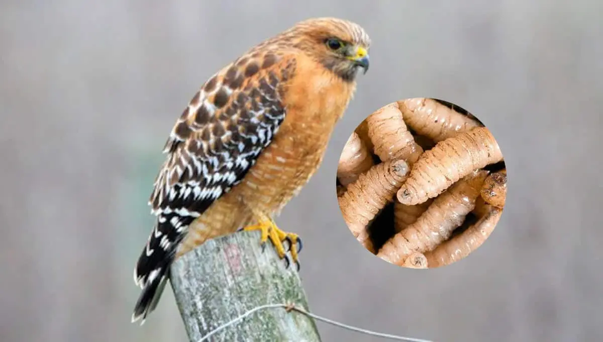 Semarnat advierte del primer caso de gusano barrenador en fauna silvestre. Foto: Original
