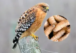 Semarnat advierte del primer caso de gusano barrenador en fauna silvestre