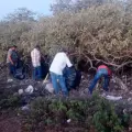 Ecologistas limpian manglares de Yavaros