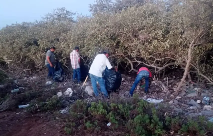 Ecologistas limpian manglares de Yavaros