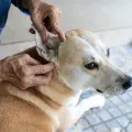 Cómo evitar garrapatas en perros en época de calor: así puedes proteger a tu mascota