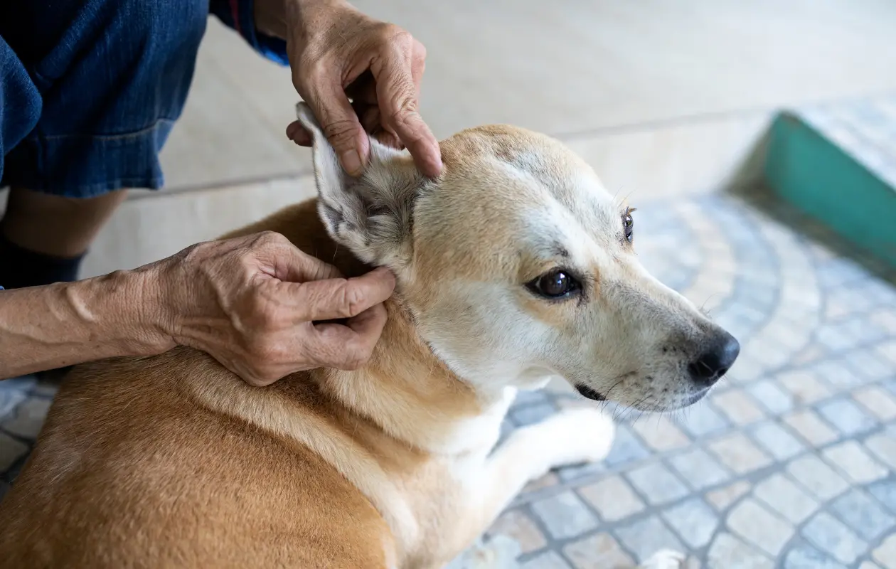 Conoce algunos consejos sencillos para cuidar a tus perros en tiempo de calor.