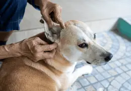 Cómo evitar garrapatas en perros en época de calor: así puedes proteger a tu mascota