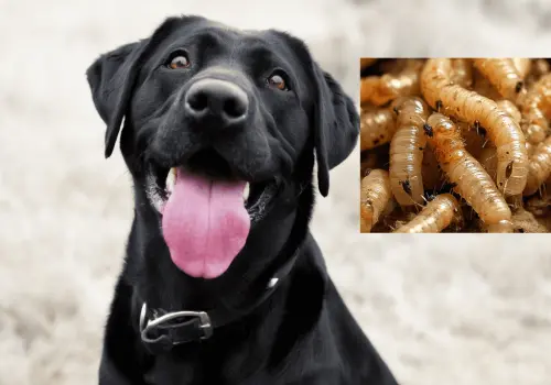 Detectan primer caso de gusano barrenador en un perro