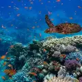 Día Mundial de los Océanos: ¿por qué se celebra hoy y cómo puedes sumarte?