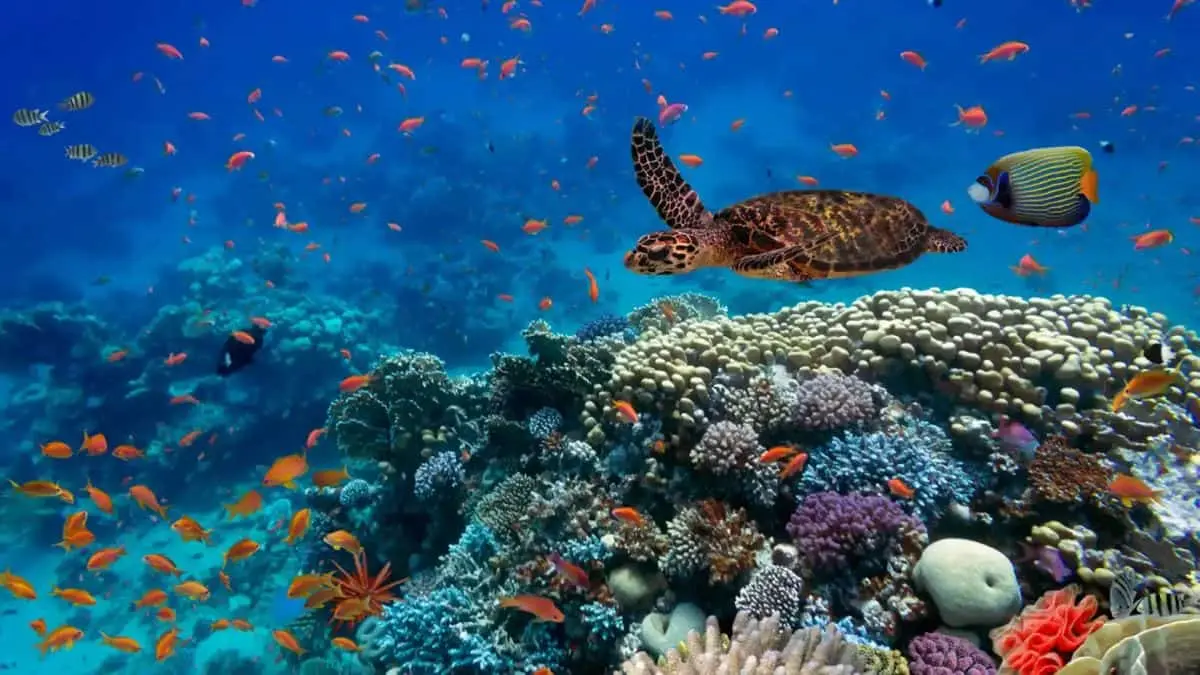Día Mundial de los Océanos: ¿por qué se celebra hoy y cómo puedes sumarte?