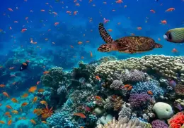 Día Mundial de los Océanos: ¿por qué se celebra hoy y cómo puedes sumarte?