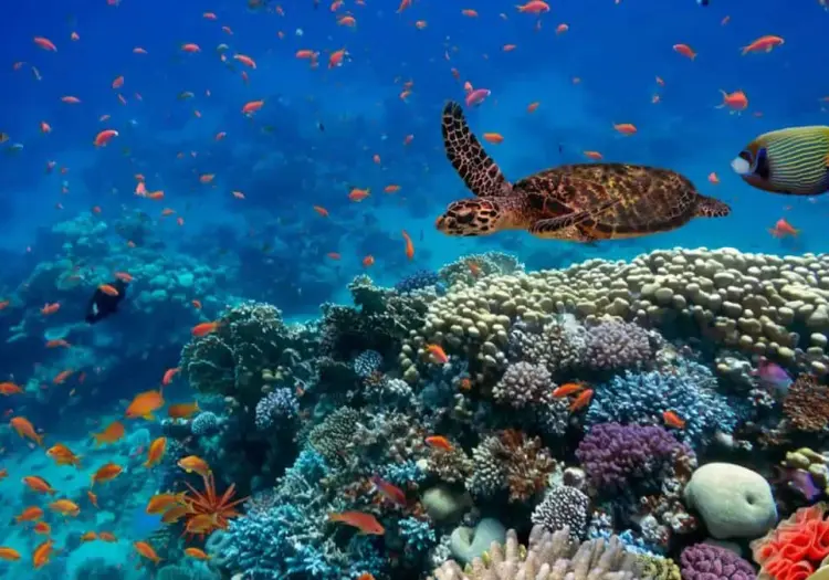 Día Mundial de los Océanos: ¿por qué se celebra hoy y cómo puedes sumarte?