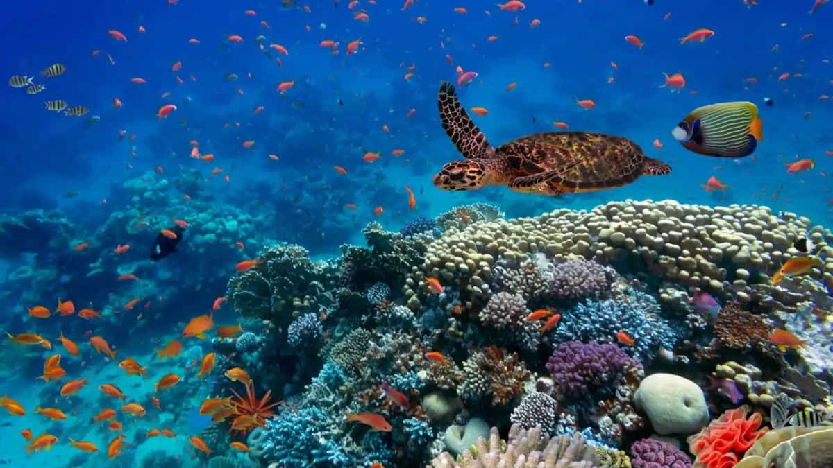 Día Mundial de los Océanos: ¿por qué se celebra hoy y cómo puedes sumarte?