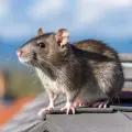 ¿Qué pasaría si todas las ratas del planeta desaparecieran? Esto dice la IA