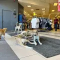 Tienda que da refugio del calor a perritos, cerrará sus puertas