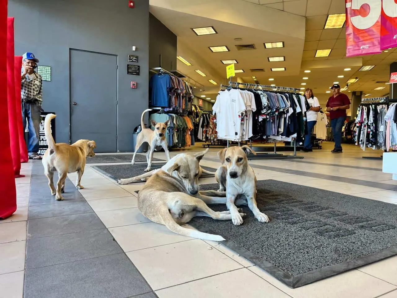 Los perros pareciera que protegen el establecimiento, pero sin molestar a nadie mientras se refugian del calor.