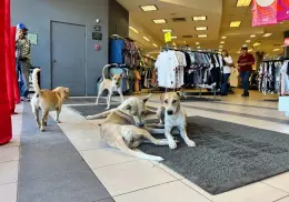 Tienda que da refugio del calor a perritos, cerrará sus puertas