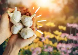 Haz este truco con cáscaras de ajo para tener un super beneficio para tu jardín
