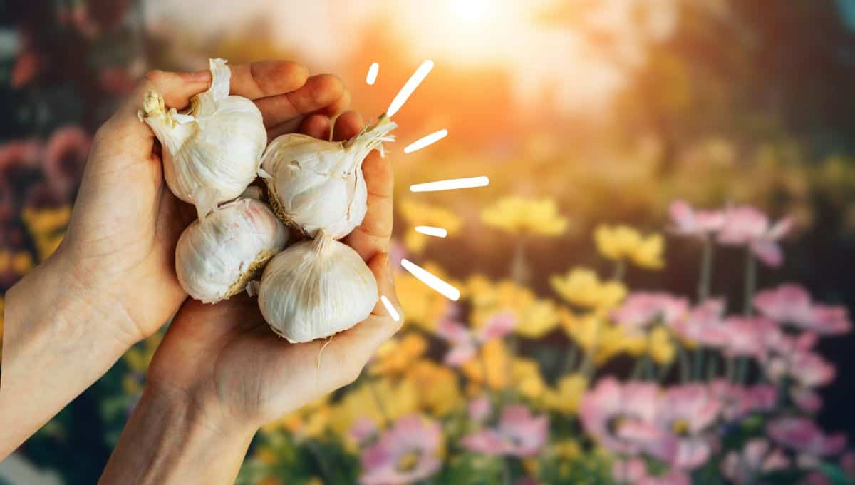 Haz este truco con cáscaras de ajo para tener un super beneficio para tu jardín